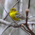 Pine Warbler